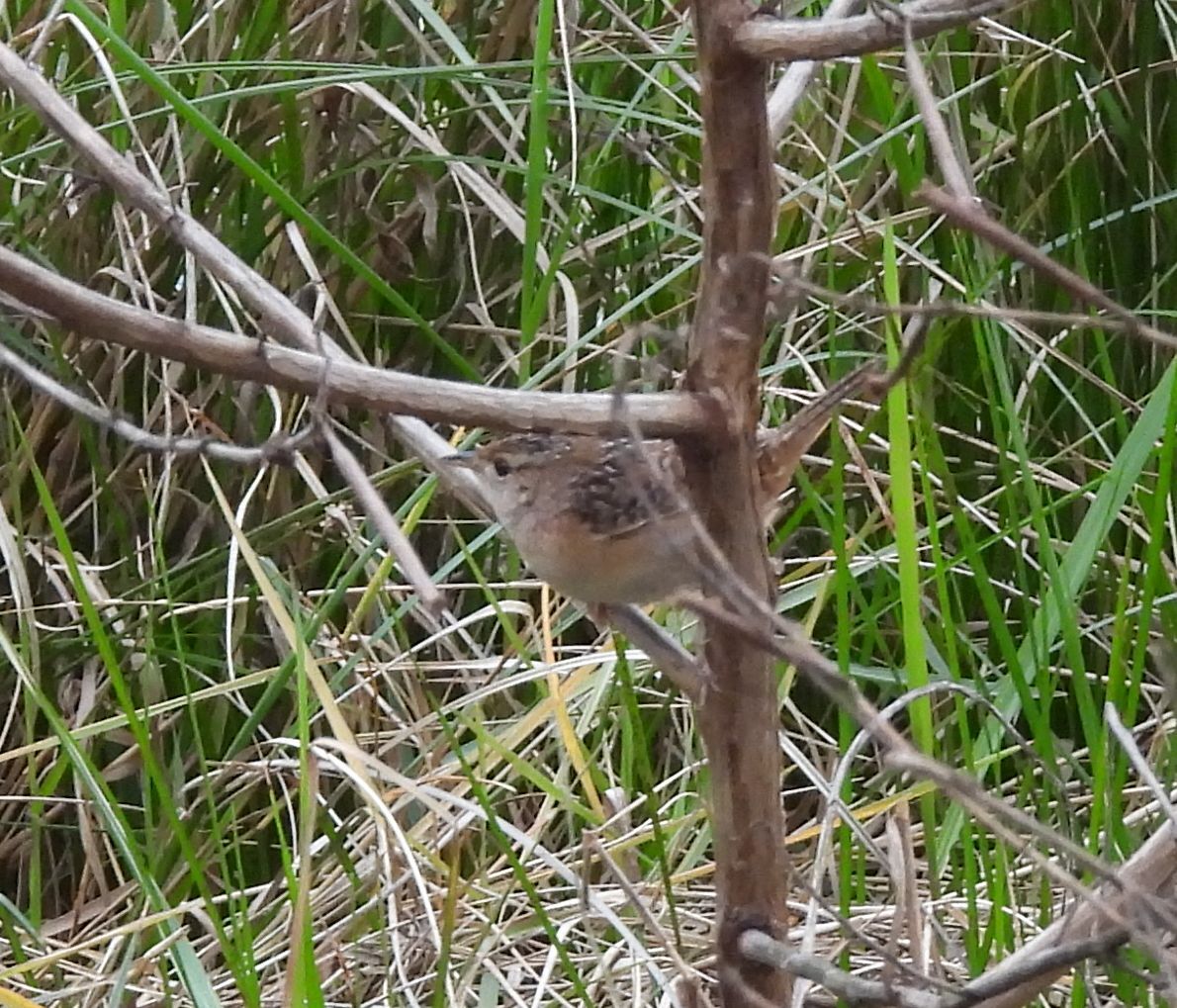 Grass Wren (Cistothorus platensis), photo 10