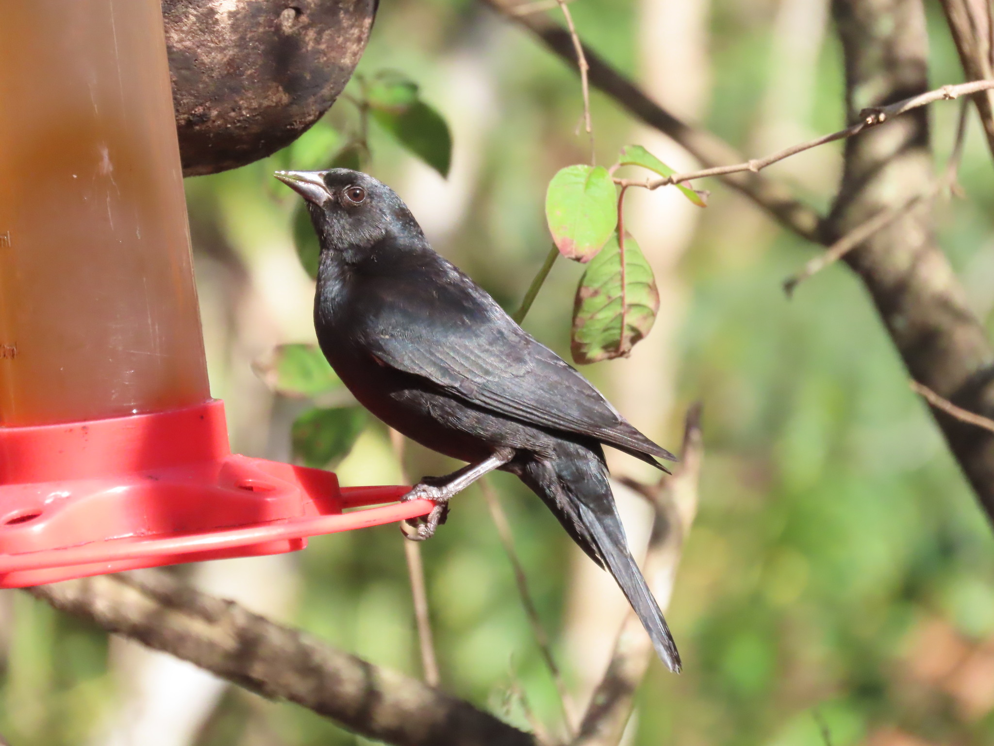 Tawny-shouldered Blackbird (Agelaius humeralis), photo 3