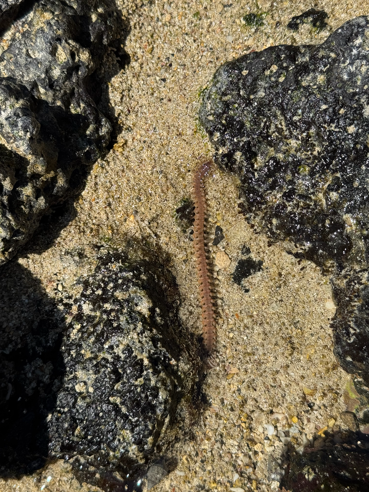 Eurythoe complanata (Pallas, 1766)
