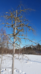 Tuckermanopsis americana