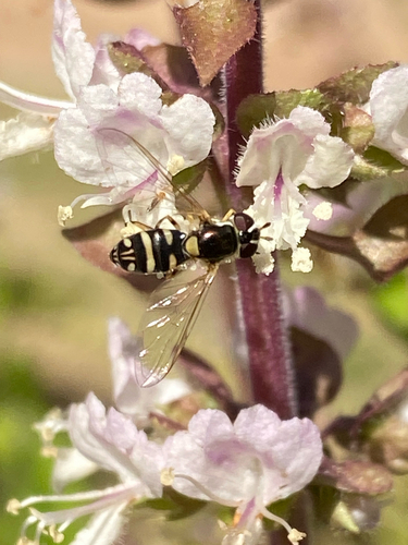Unknown species found near S Alma School Rd, Chandler, AZ, US
