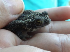 Rhinella humboldti
