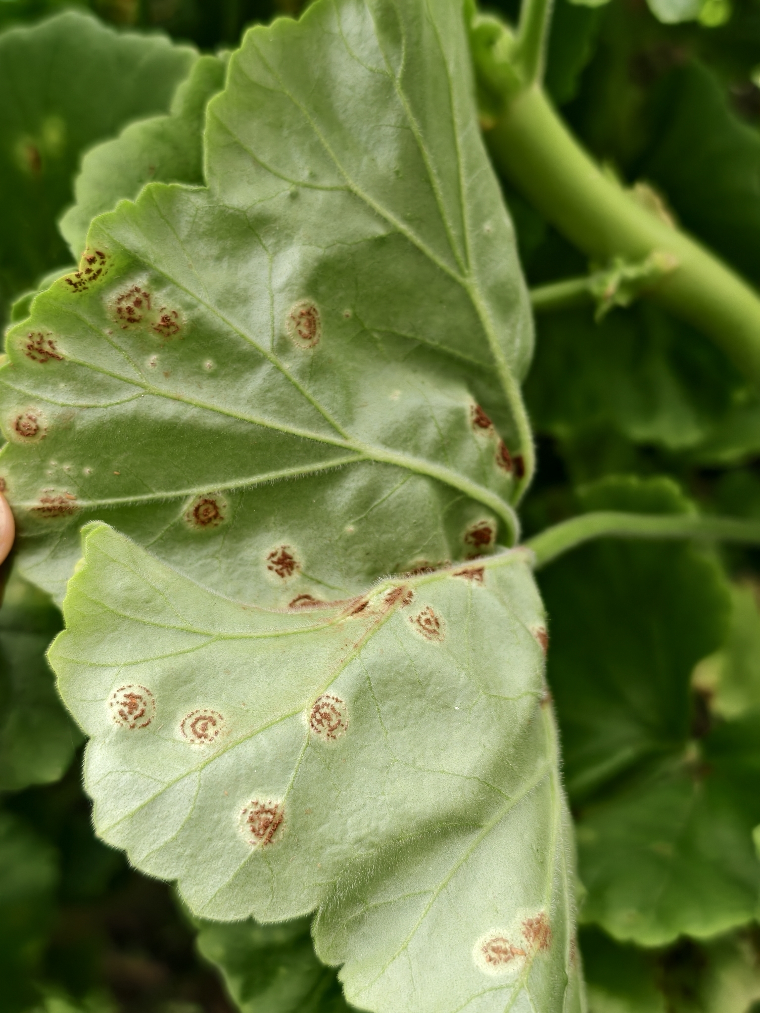 Puccinia pelargonii-zonalis