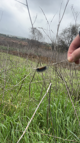 iNaturalist observation photo of Tiger Moths