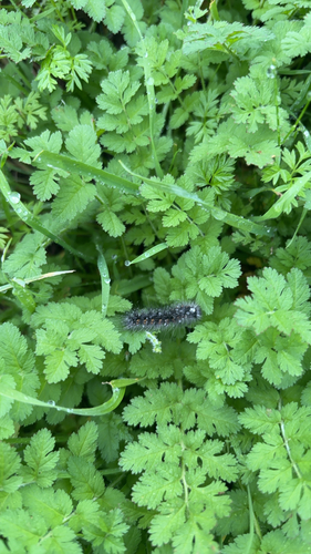 iNaturalist observation photo of Salt Marsh Moth