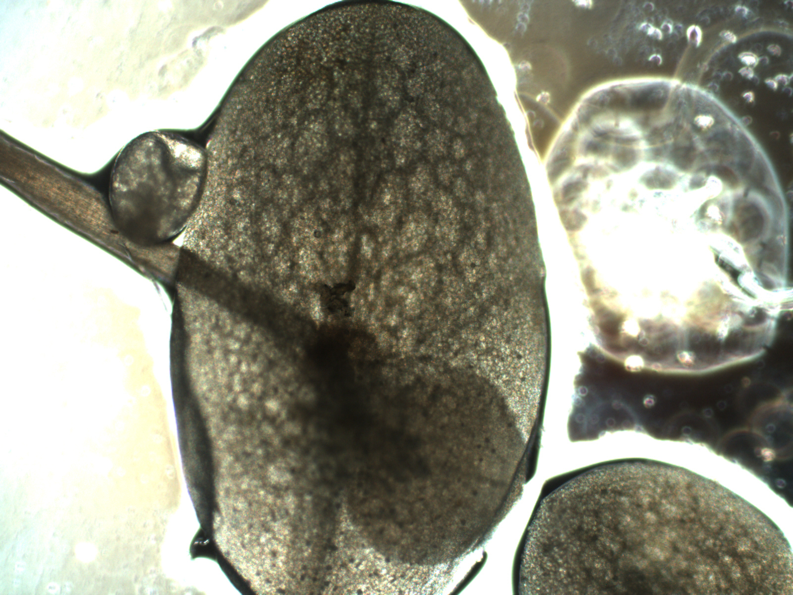 Valdivia Duckweed (Lemna valdiviana)