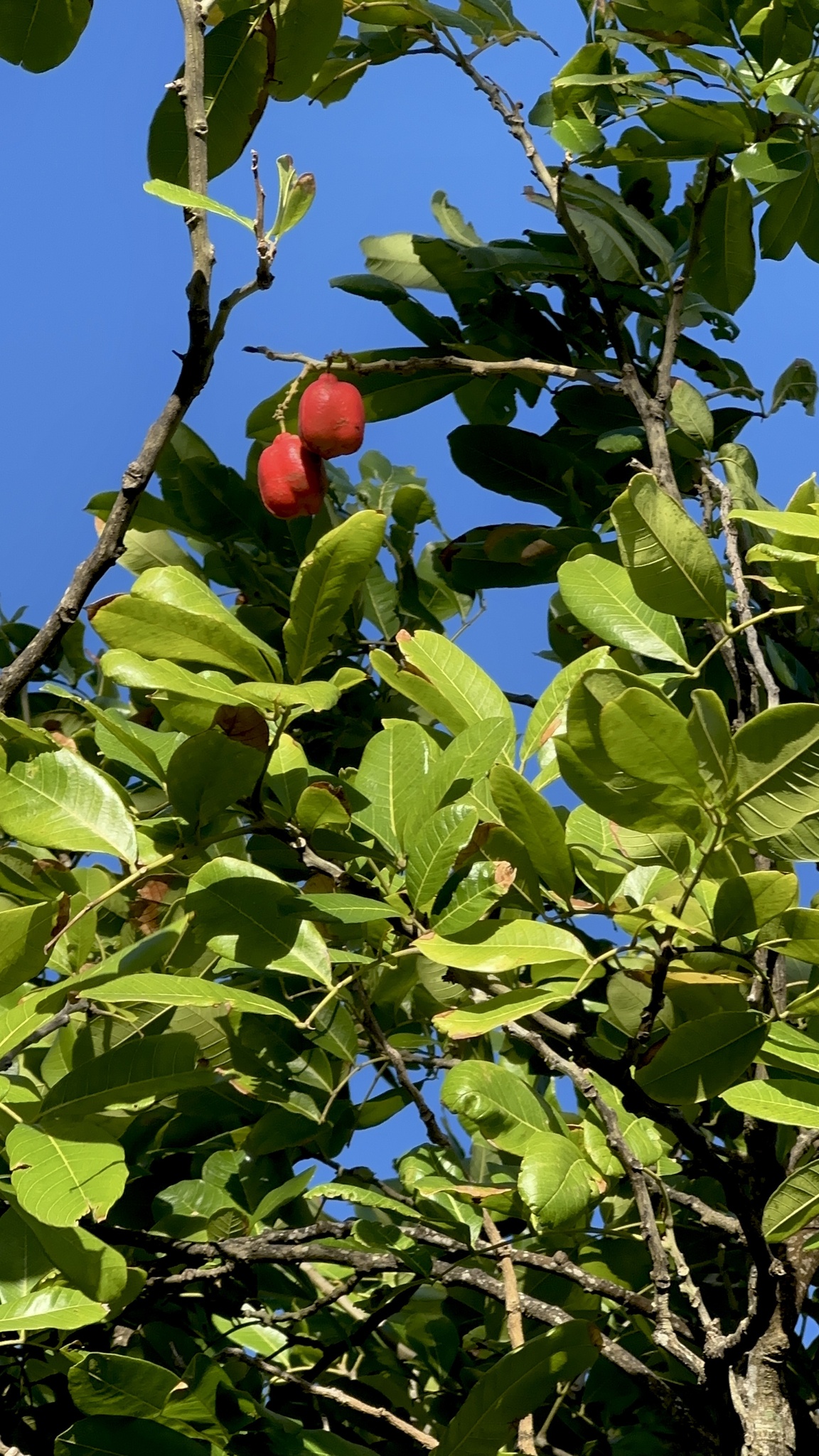 Imagem de ackee