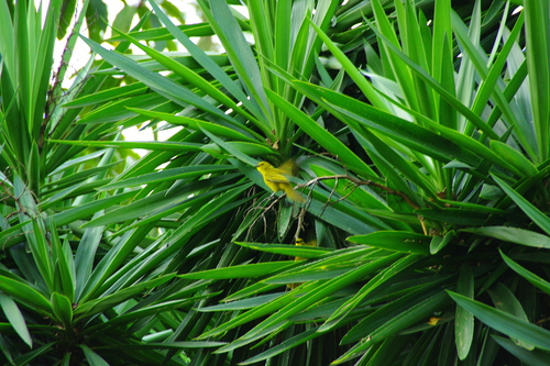 Joyful Greenbul (Chlorocichla laetissima), photo 3