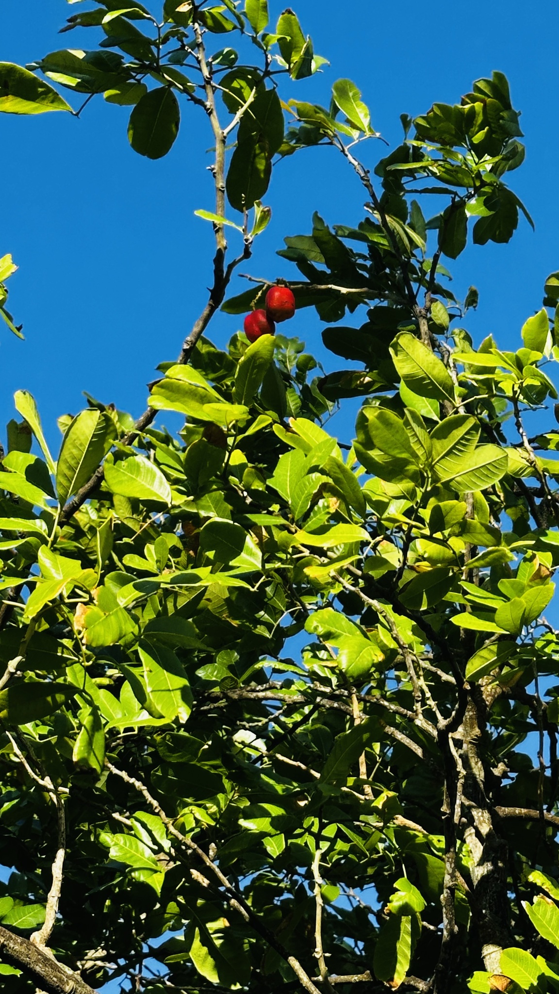 Imagem de ackee
