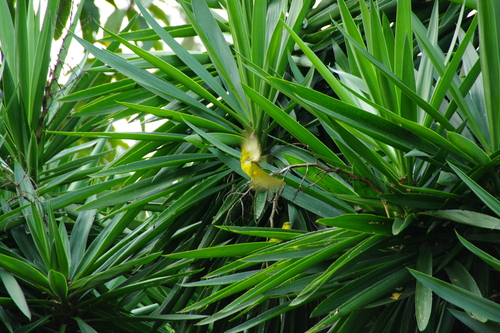 Joyful Greenbul (Chlorocichla laetissima), photo 3
