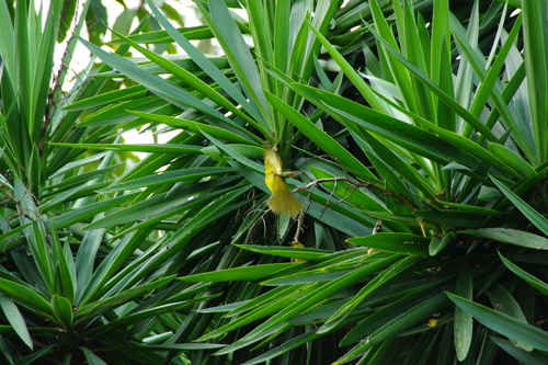 Joyful Greenbul (Chlorocichla laetissima), photo 4