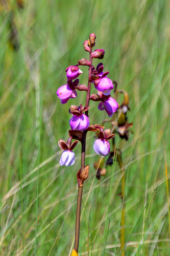 Eulophia latilabris