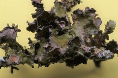 Tuckermanopsis americana