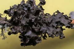 Tuckermanopsis americana