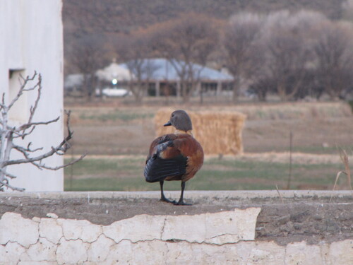 iNaturalist: (c) anatoly_m, some rights reserved (CC BY-NC), uploaded by anatoly_m iNaturalist image