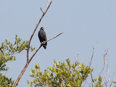 Buteogallus anthracinus