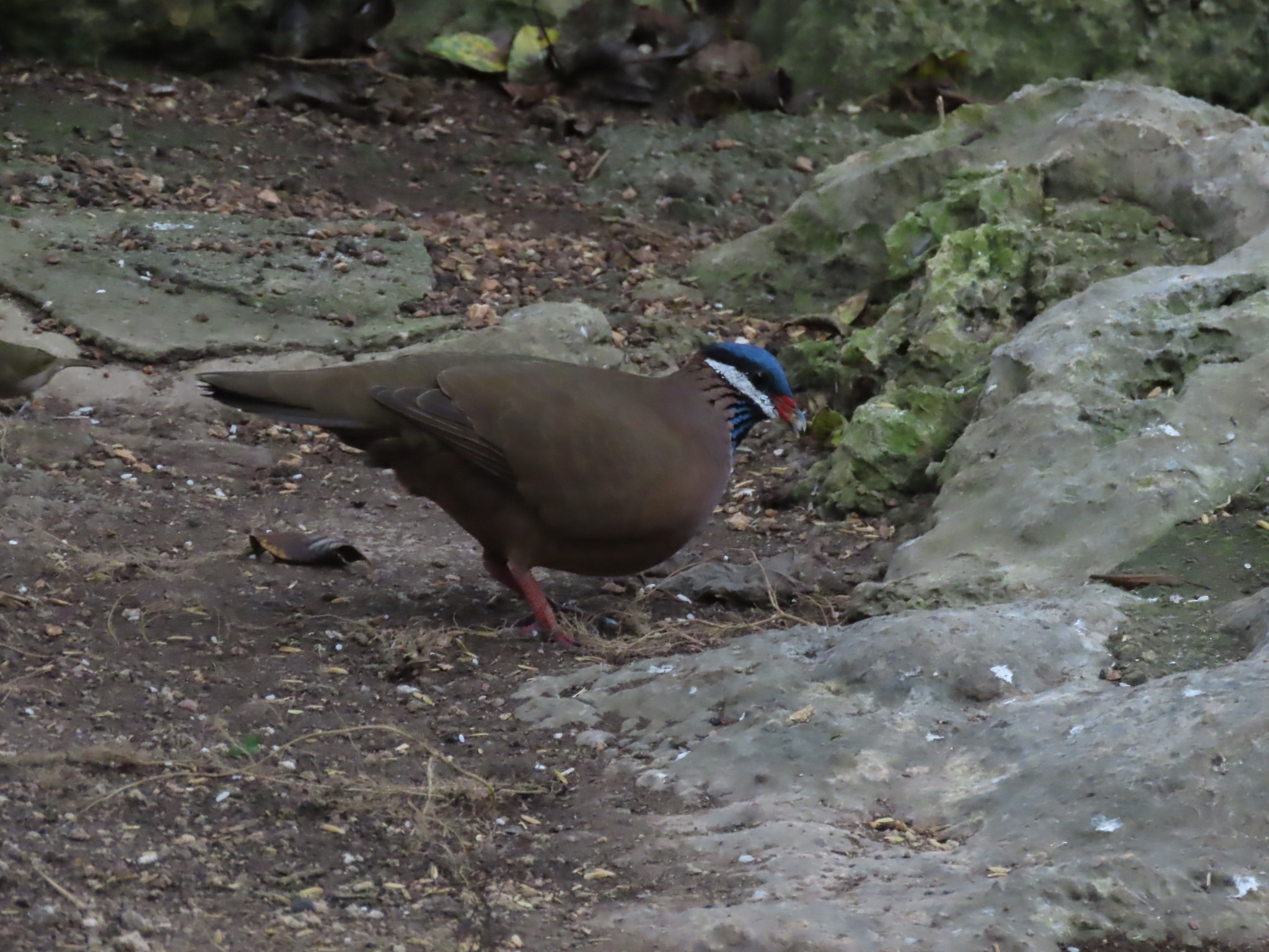 Blue-headed Quail-Dove (Starnoenas cyanocephala), photo 5