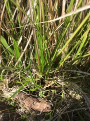Carex xerophila