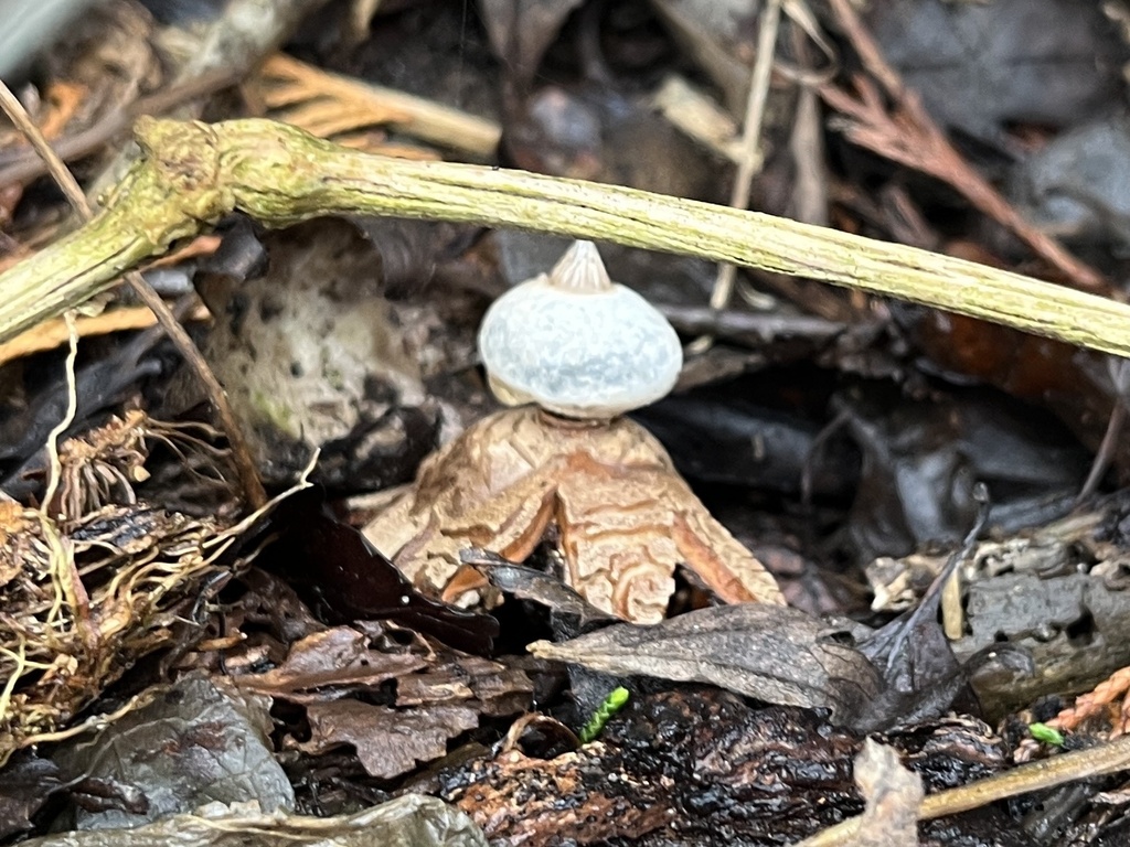 Geastrum striatum · January 2026 · photo: © jennwren (iNaturalist, cc-by)