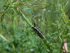 Agapanthia suturalis