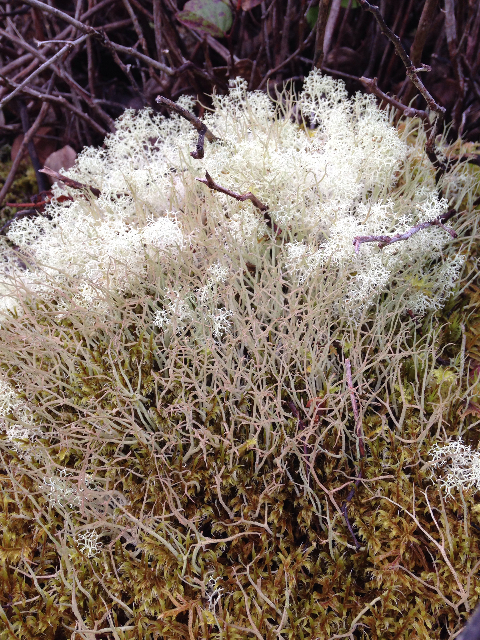 Cladonia portentosa image