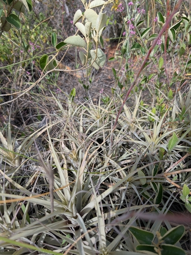 Tillandsia incarnata, photograph 6