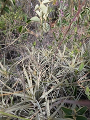 Tillandsia incarnata, photograph (c) Jacob Saucier, some rights reserved (CC BY)