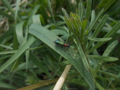 Cartallum ebulinum