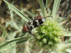 Chlorophorus trifasciatus