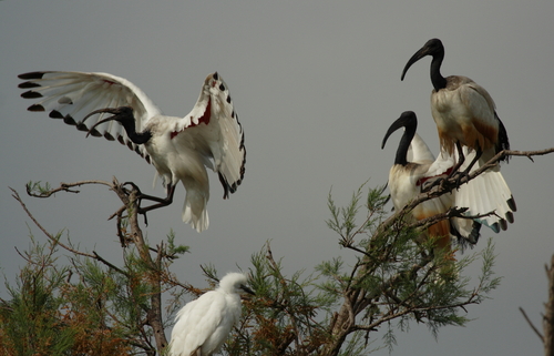 Ibis sagrado (Threskiornis aethiopicus)