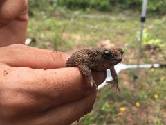 Rhinella humboldti