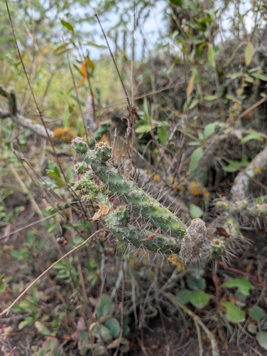 Opuntia aequatorialis