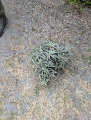 Tillandsia incarnata, photograph (c) Jacob Saucier, some rights reserved (CC BY)