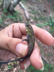 Anolis auratus