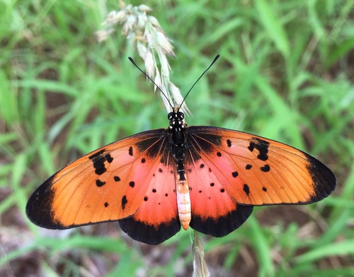 Natal Acraea