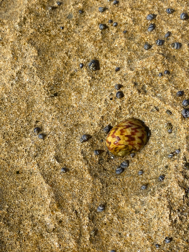 Nerita peloronta