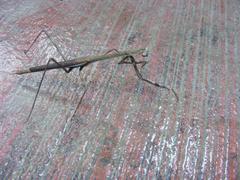 Phasmomantis sumichrasti