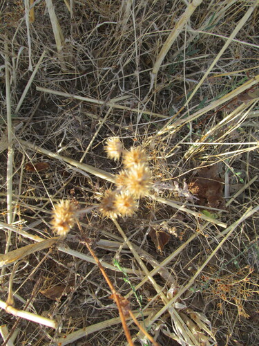 broadleaf cottonrose (Filago pyramidata)