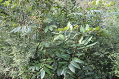 Decatropis bicolor