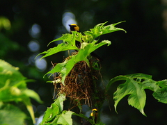 Ploceus melanogaster