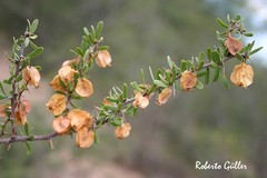 Bougainvillea spinosa