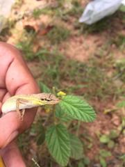 Anolis auratus