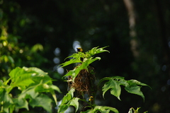 Ploceus melanogaster