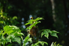 Ploceus melanogaster