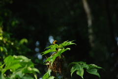 Ploceus melanogaster