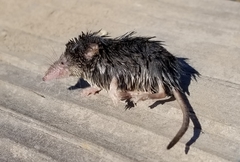 Sorex ornatus salarius