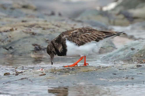 Common Ruddy Turnstone