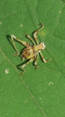 Pycnopalpina