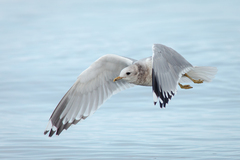 Short-Billed Gull photo 1