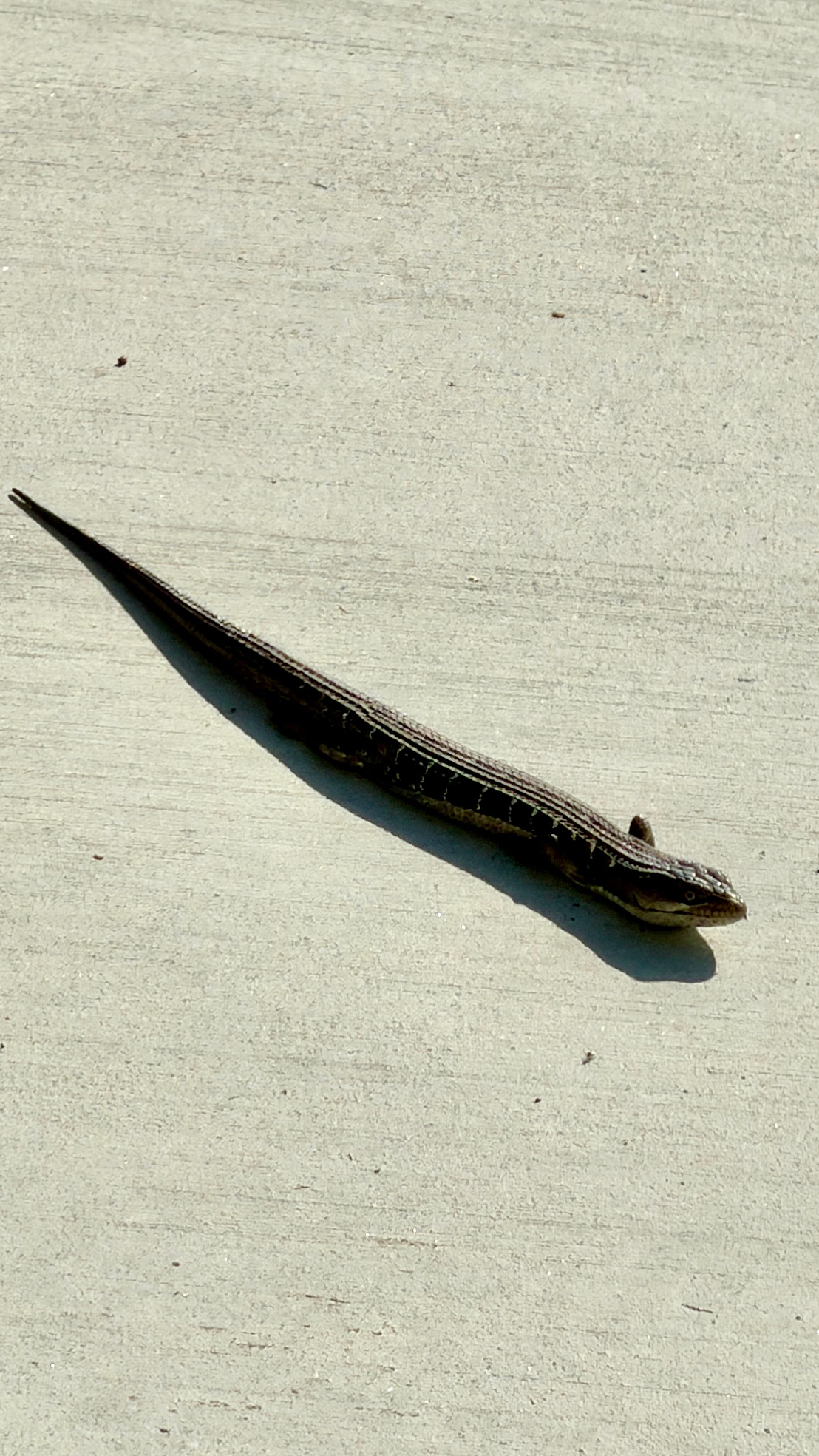 Elgaria multicarinata (Blainville, 1835)